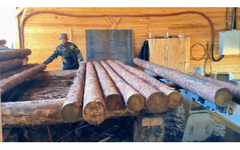 俄罗斯地区-樟子松生产线